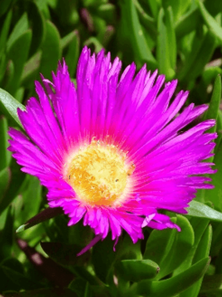 Native Pigface