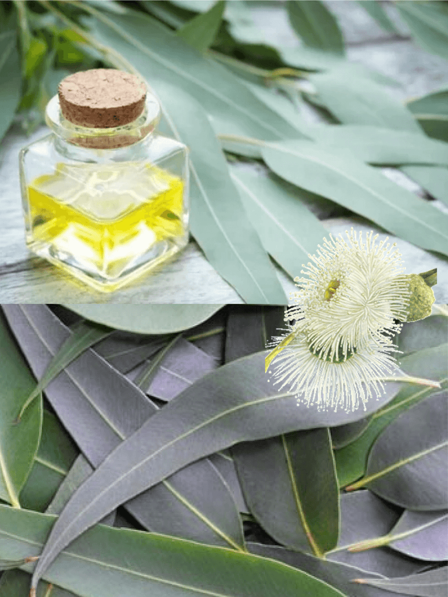 Blue Gum Essential Oil