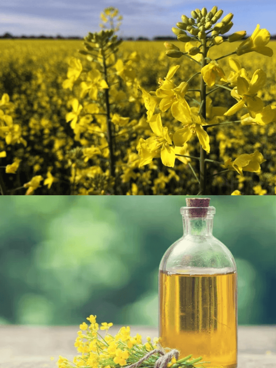 Canola Oil