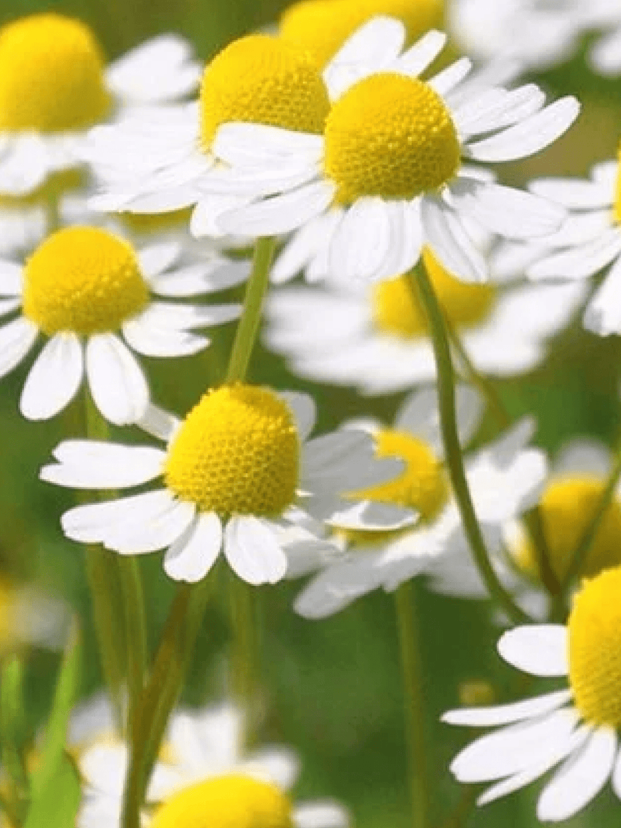 Chamomile Flowers