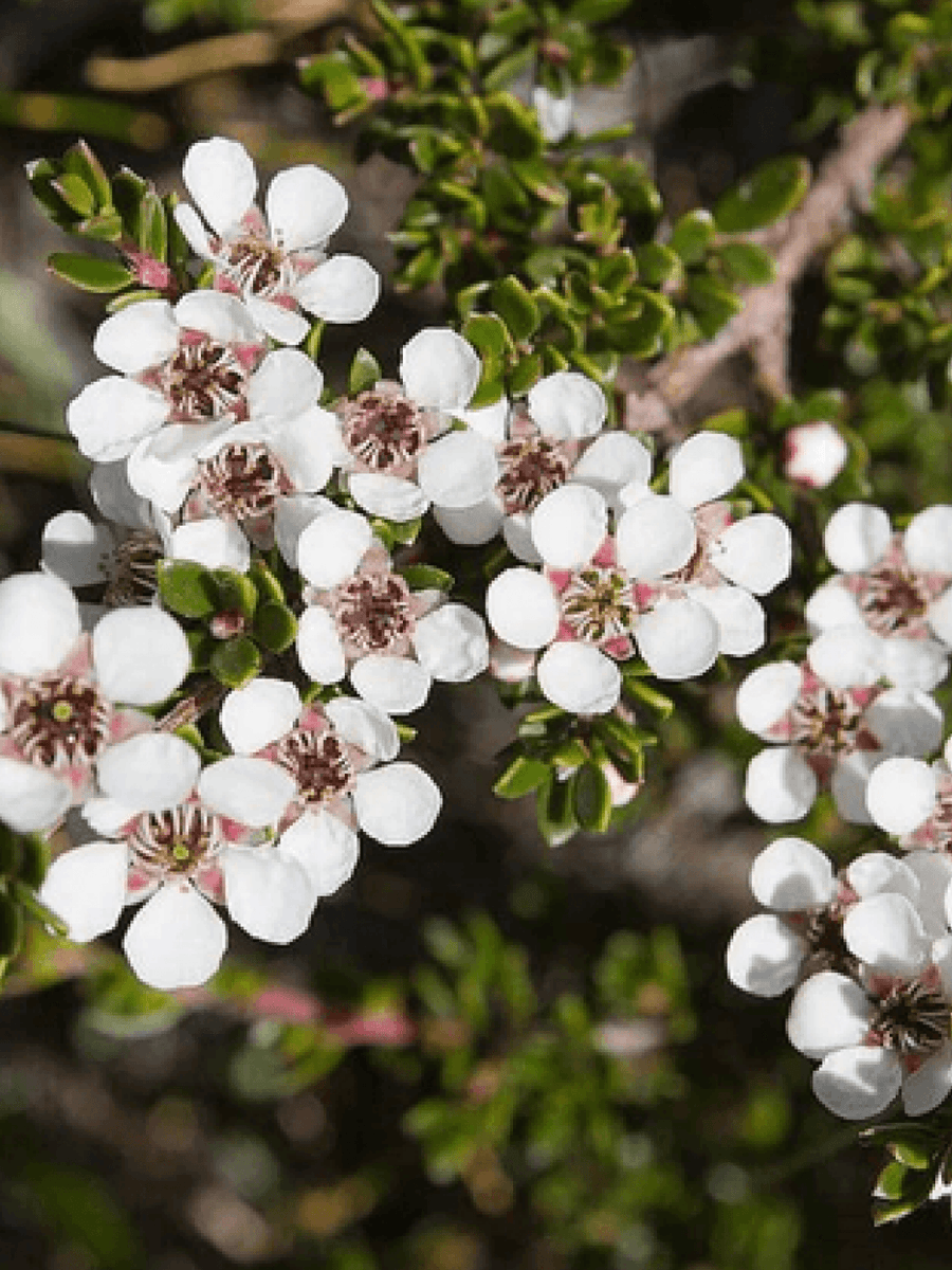 Coastal Tea Tree Essential Oil
