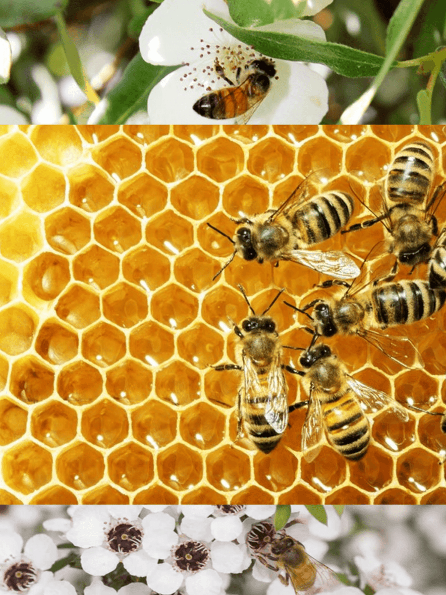Honey and Beeswax