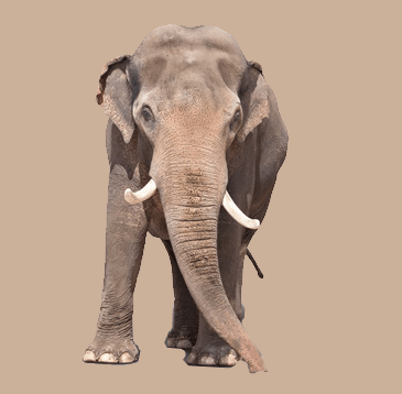16. The Elephant in the Room