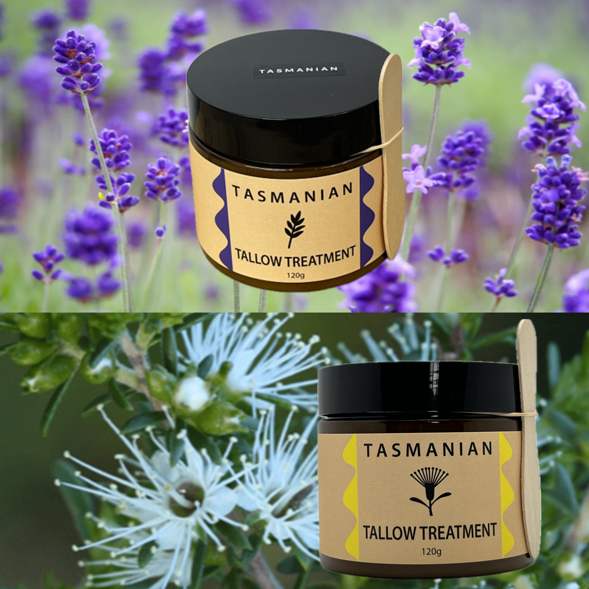 tallow treatment