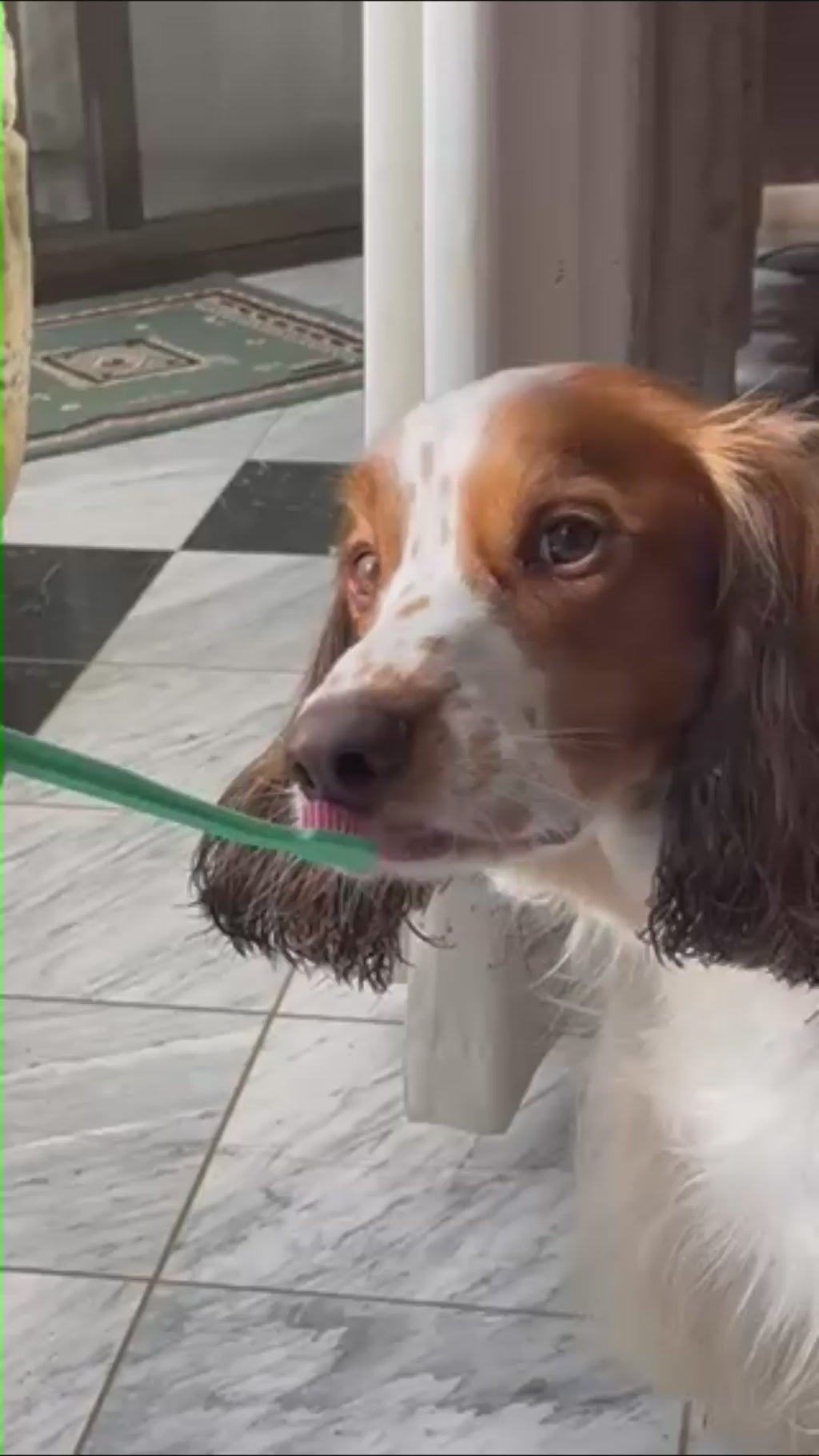 Milo the springer spaniel licking doggo Tasmanian Soap Farm toothsoap off a toothbrush.