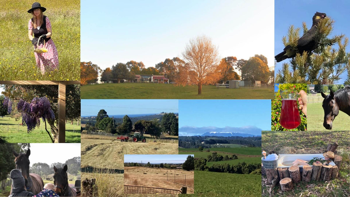 A collage of multiple outdoor farm and rural scenes: Michelle Bennett in a field holding a basket, a black cockatoo perched on a tree, hanging purple wisteria flowers, tractors and harvested hay, distant snow capped mountains, horses, and a hand holding a glass of red liquid-it's camelia flower tea. The image functions as a lifestyle/editorial collage rather than a clean product shot. All photos are from Tasmanian Soap Farm.