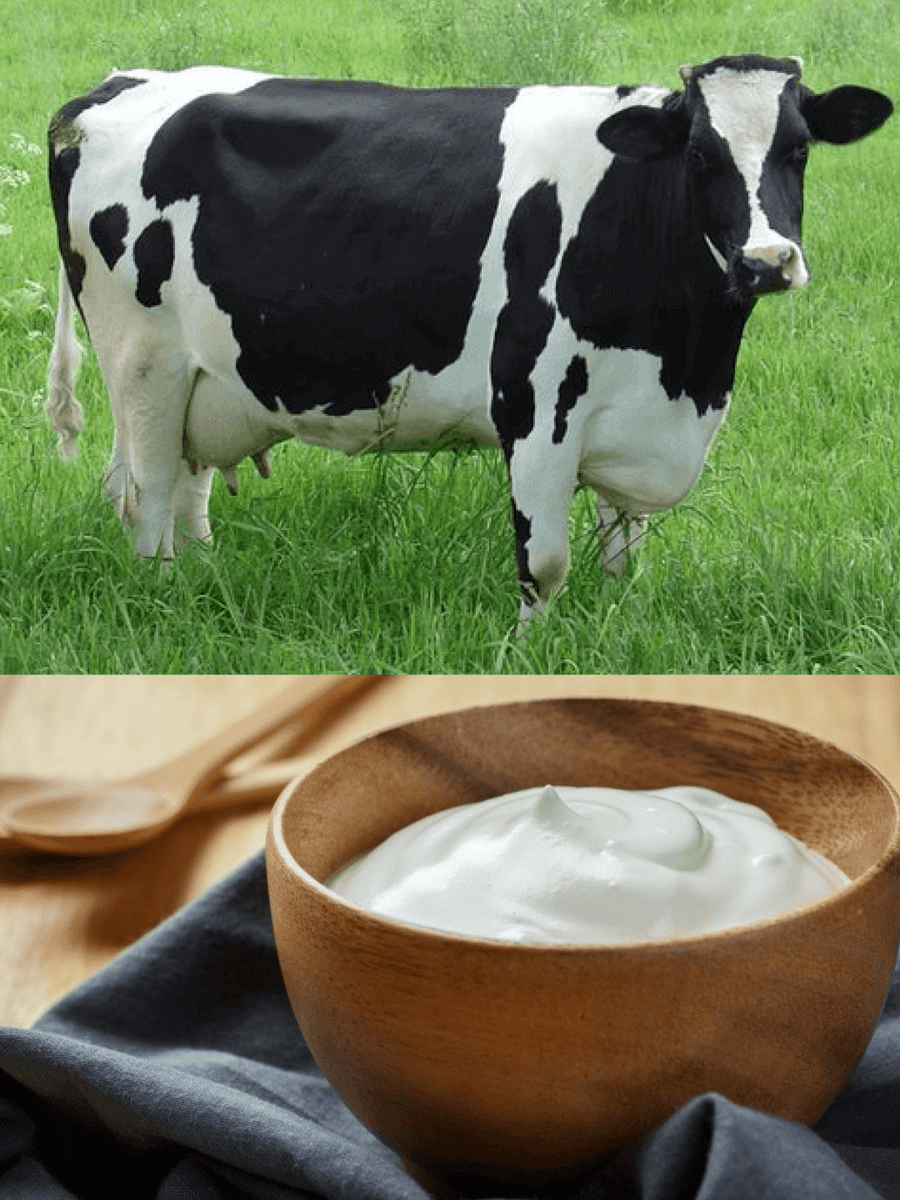 Dairy Yoghurt