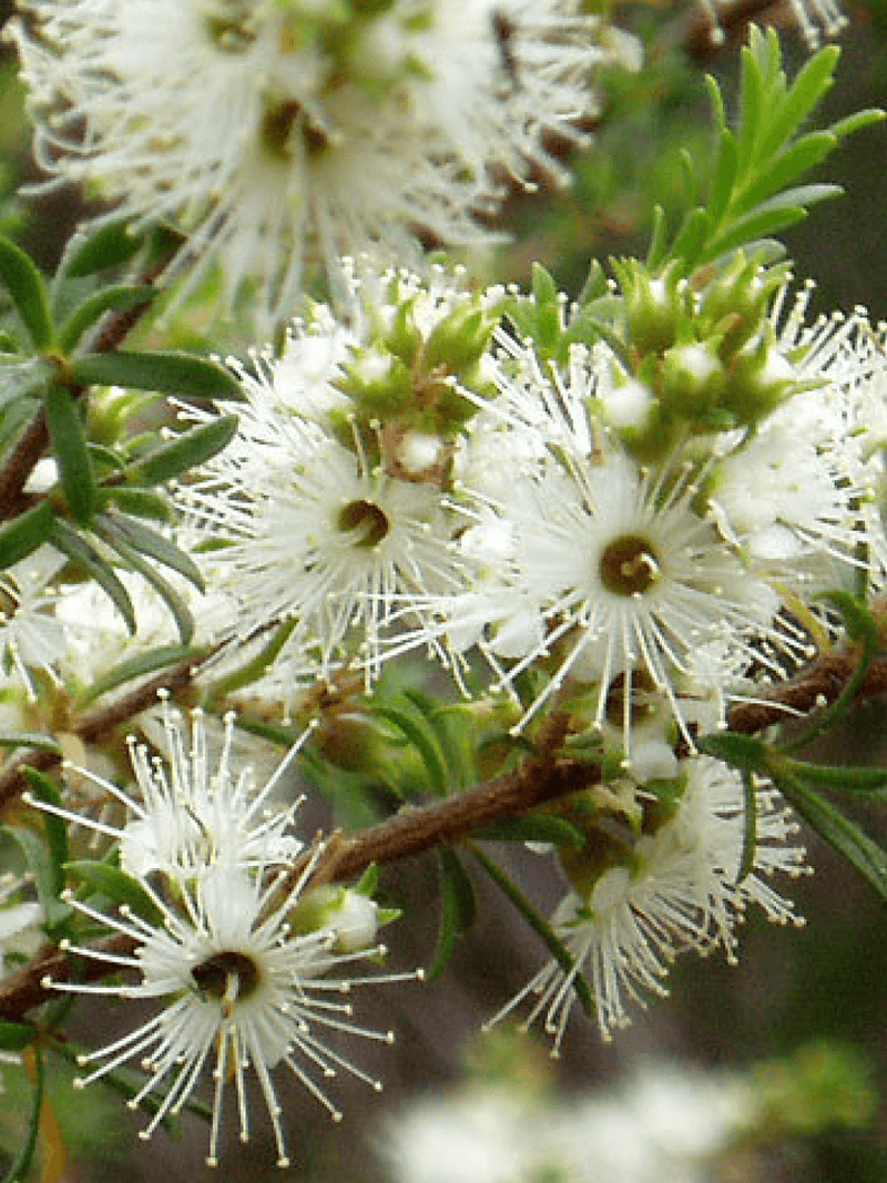 Kunzea Essential Oil