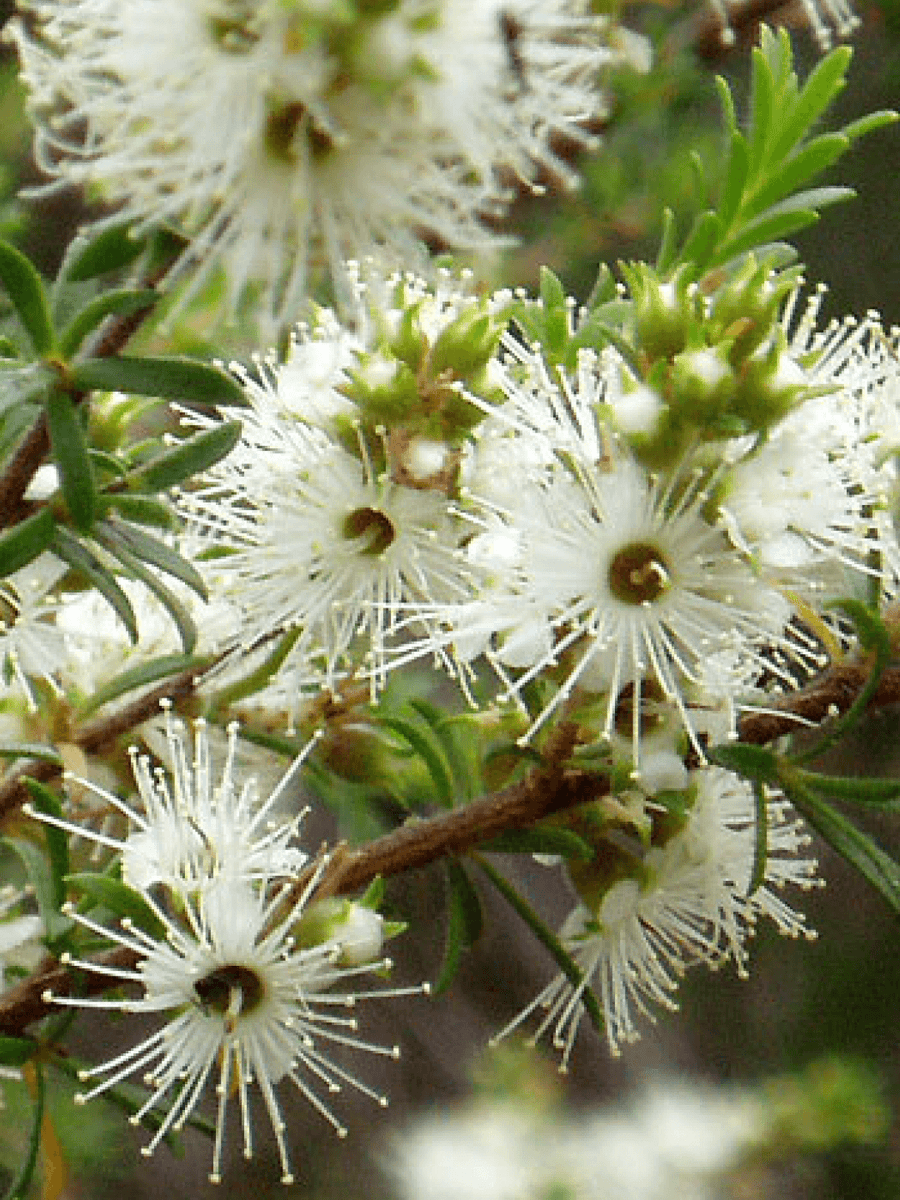 Kunzea Essential Oil