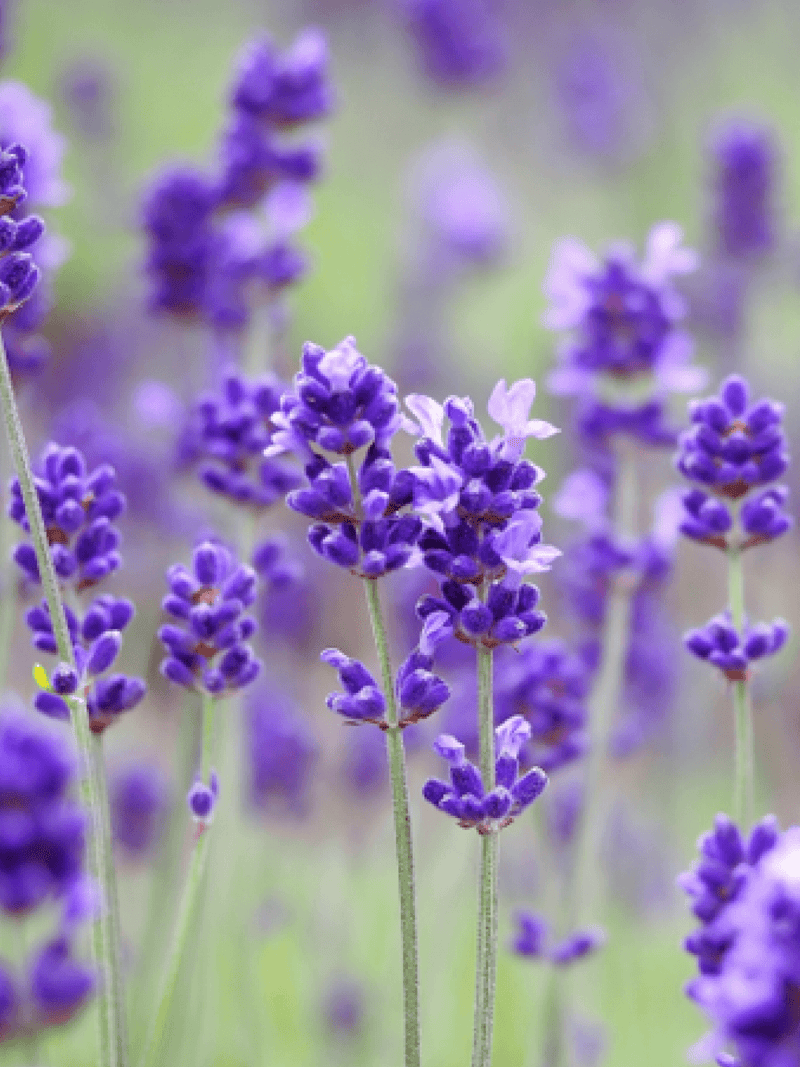 Lavender Essential Oil