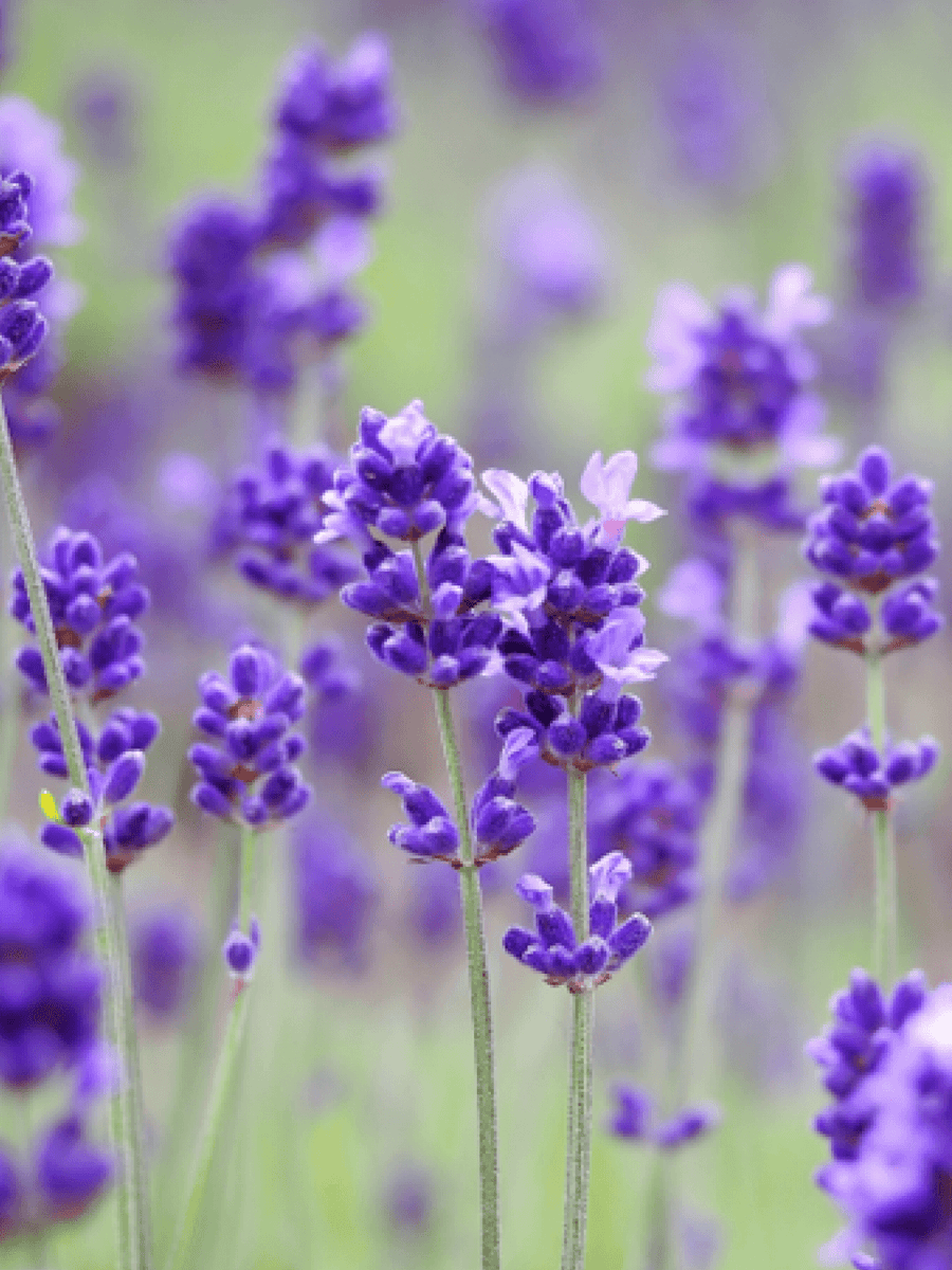 Lavender Essential Oil