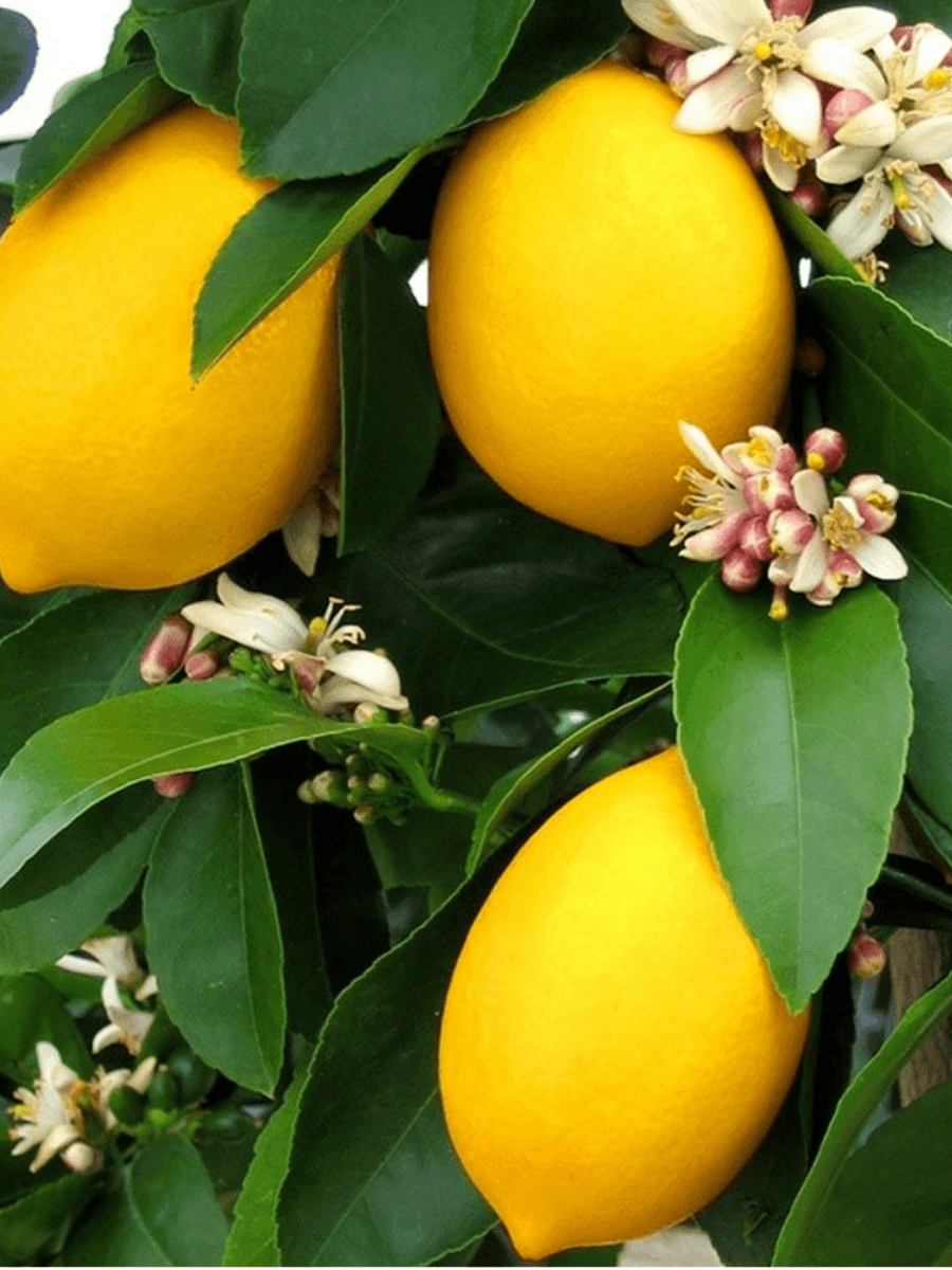 Lemon Juice