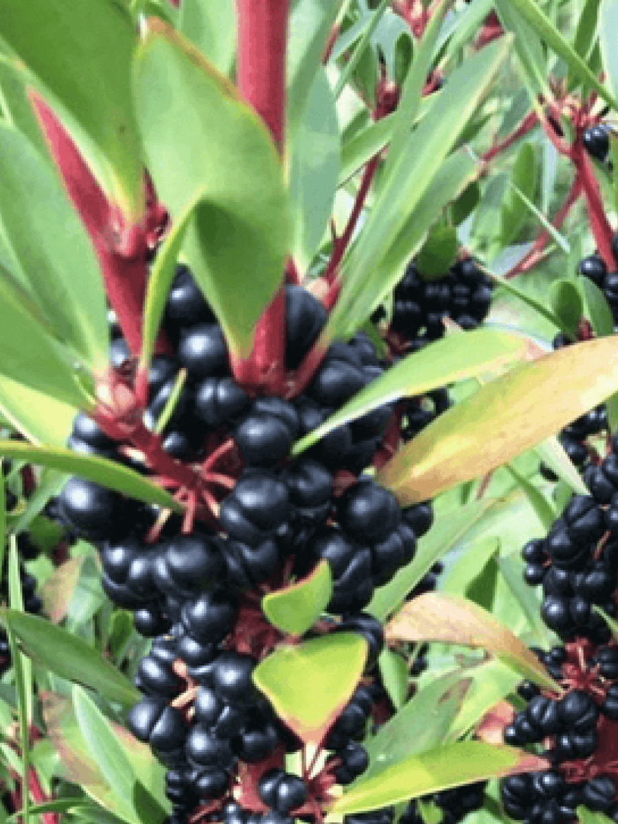 Native Pepperberry
