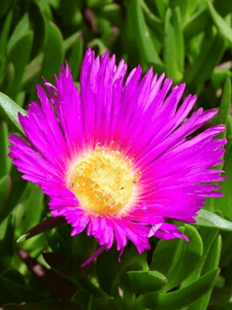Native Pigface