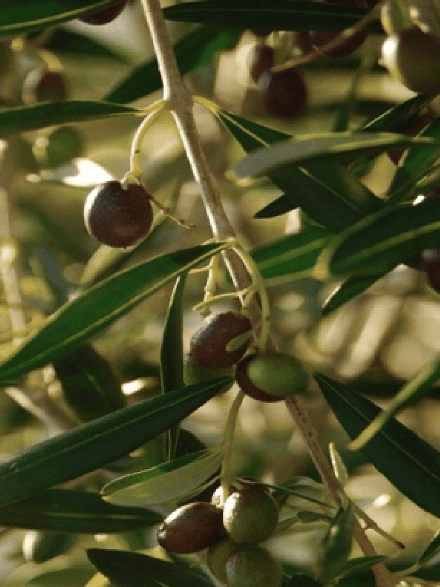 Olive Oil
