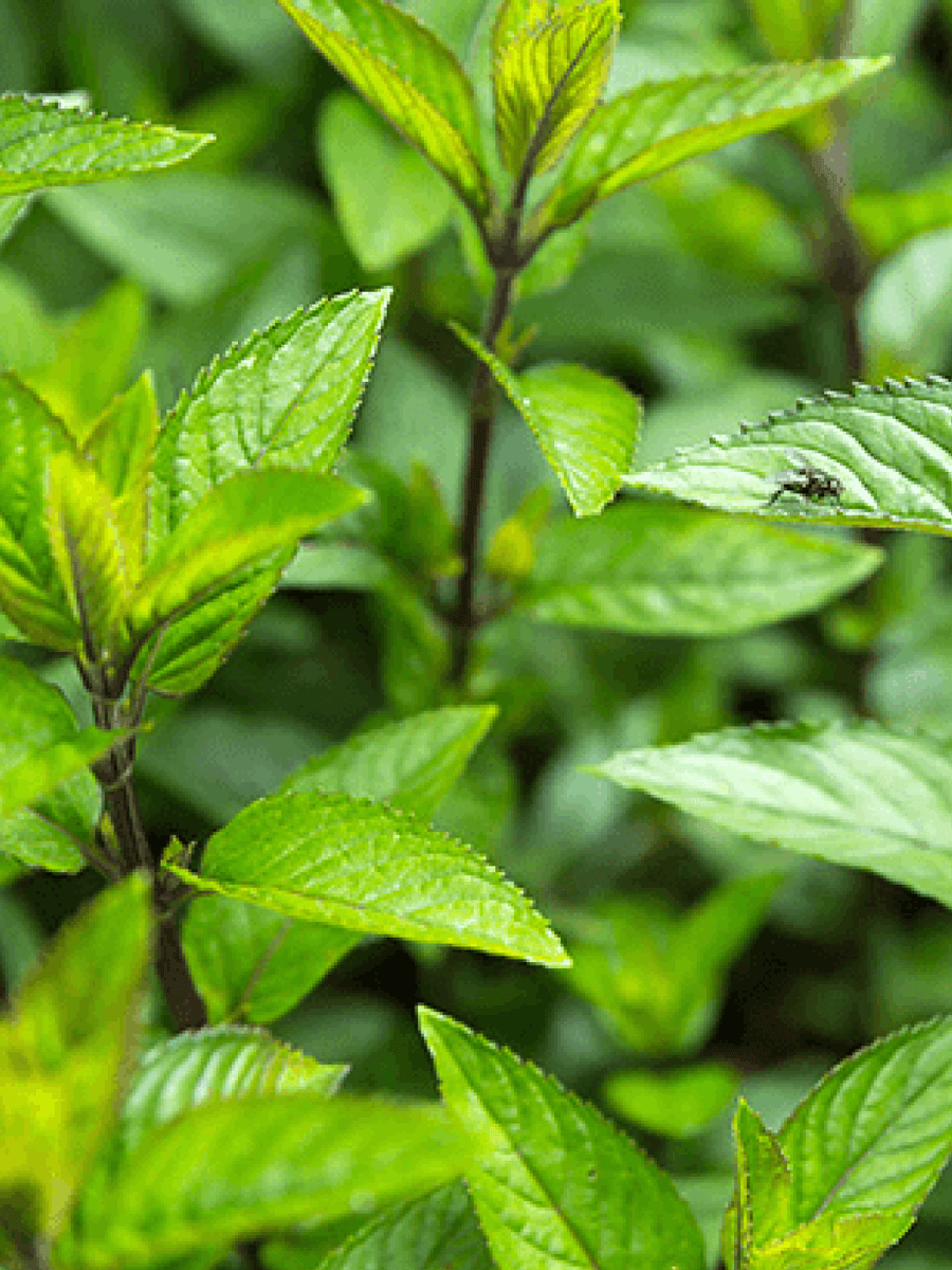 Peppermint Essential Oil