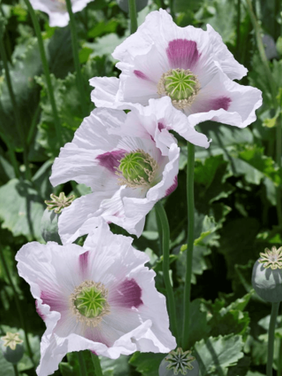 Poppy Seeds and Poppy Seed Oil