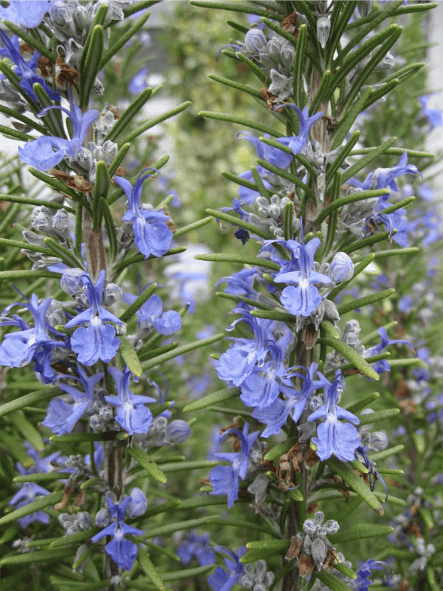 Rosemary Essential Oil