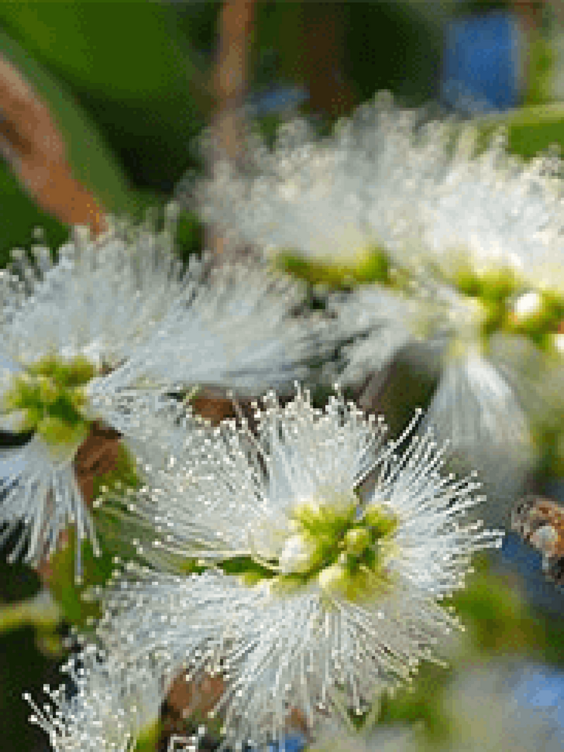 Southern Rosalina Essential Oil