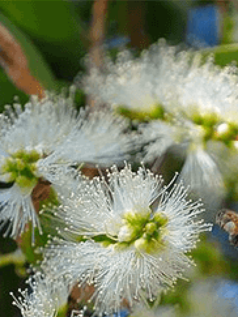 Southern Rosalina Essential Oil