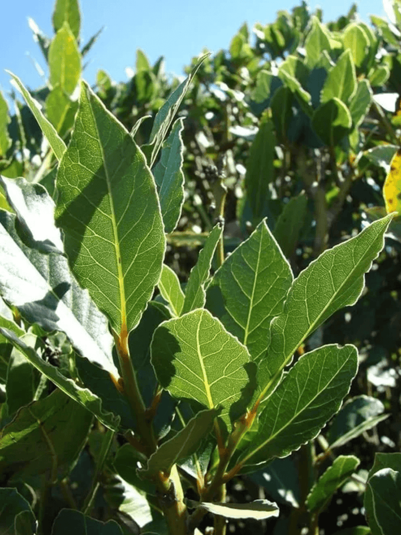 Bay Leaves