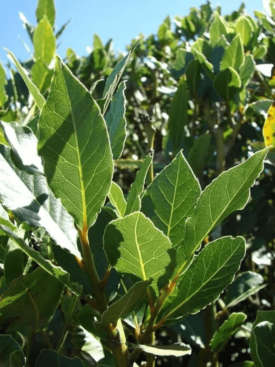 Bay Leaves
