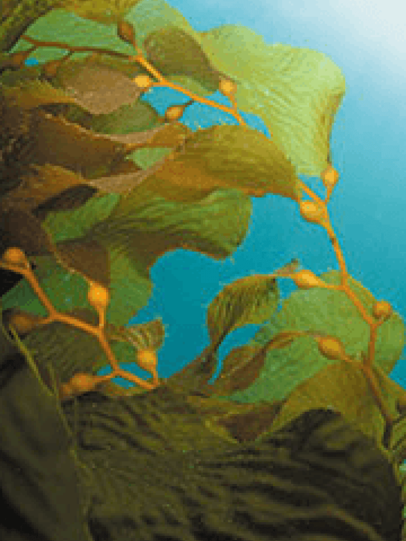 Bull Kelp Seaweed