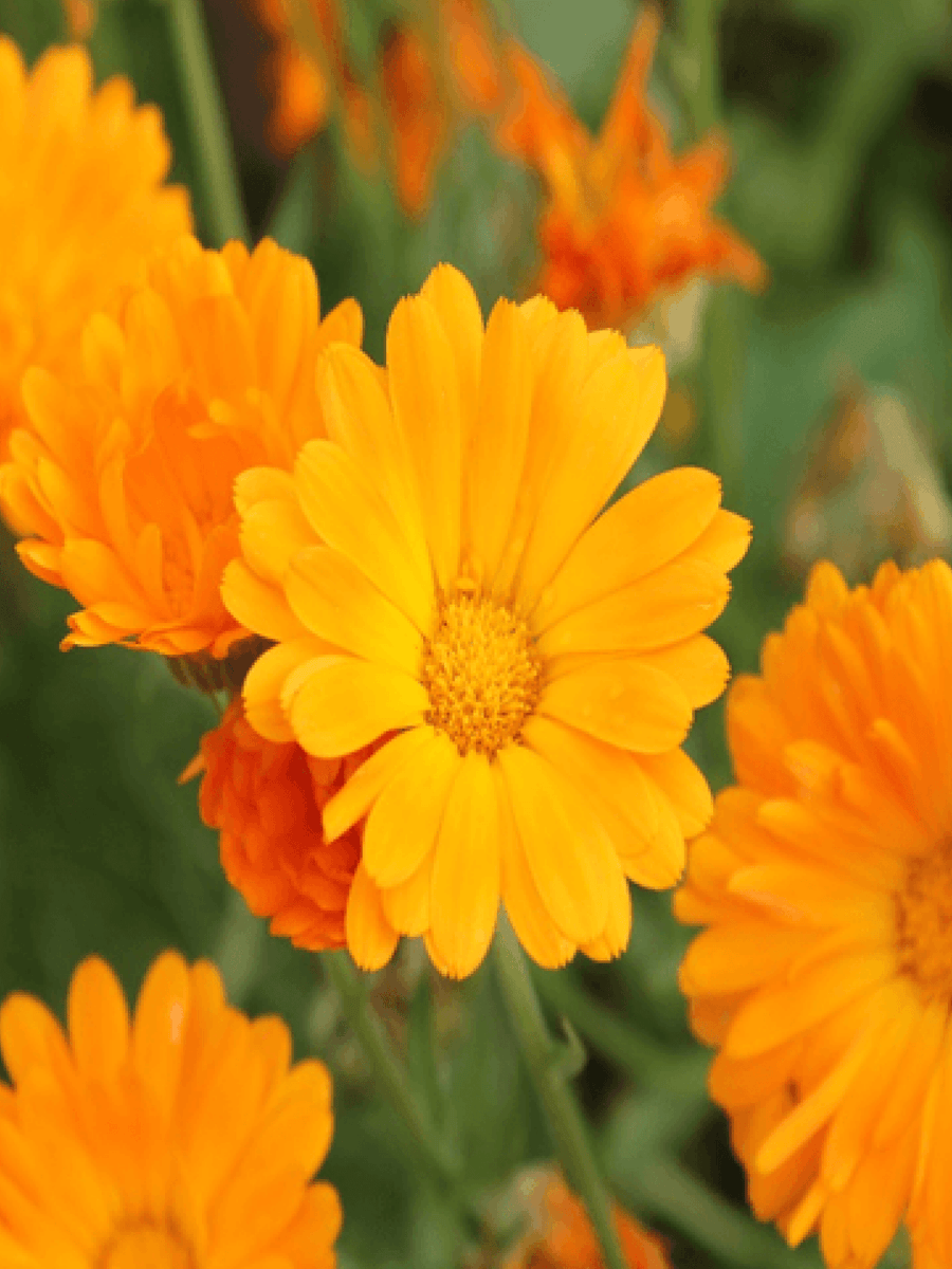 Calendula Flowers
