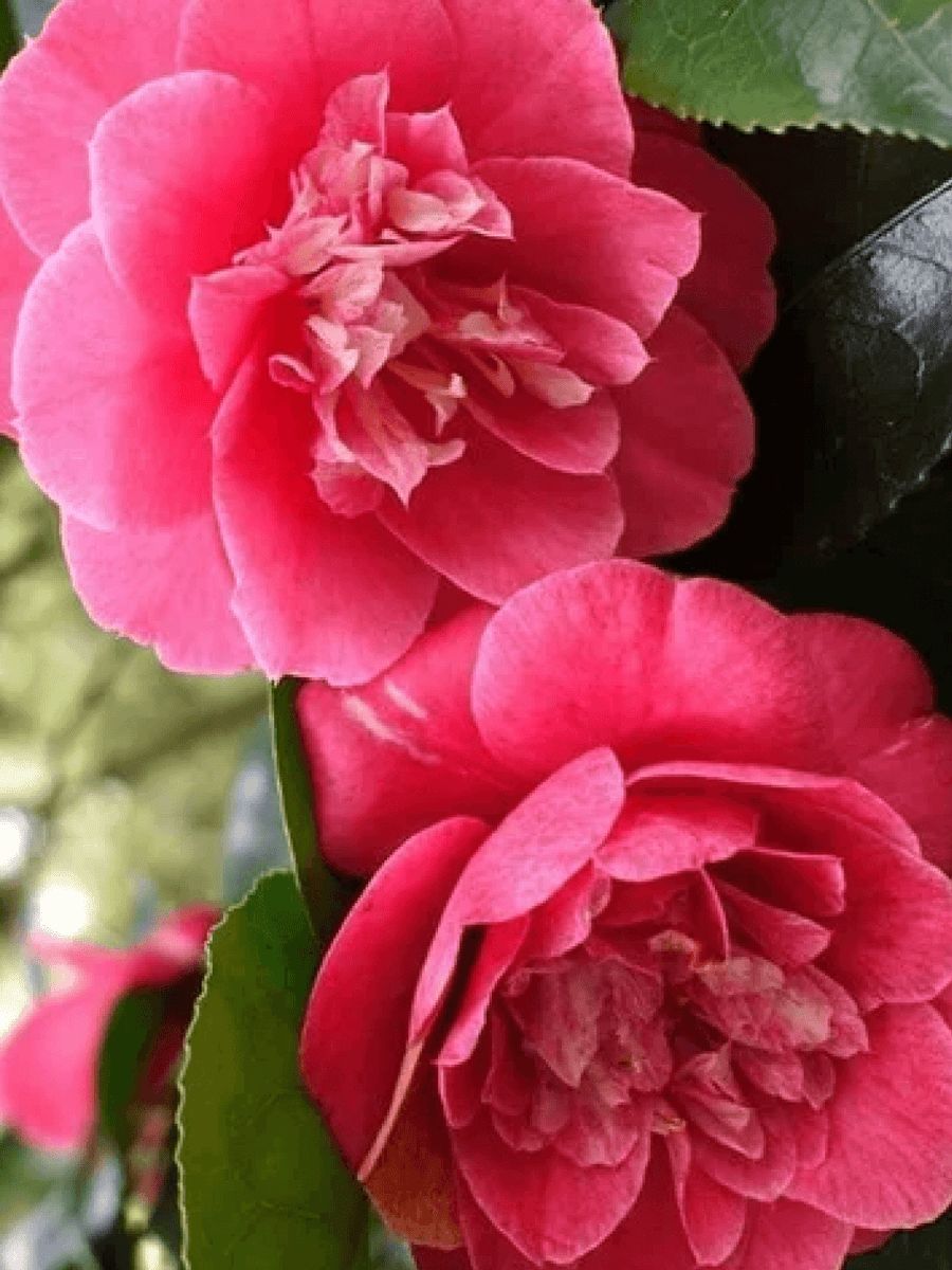 Camelia Flowers