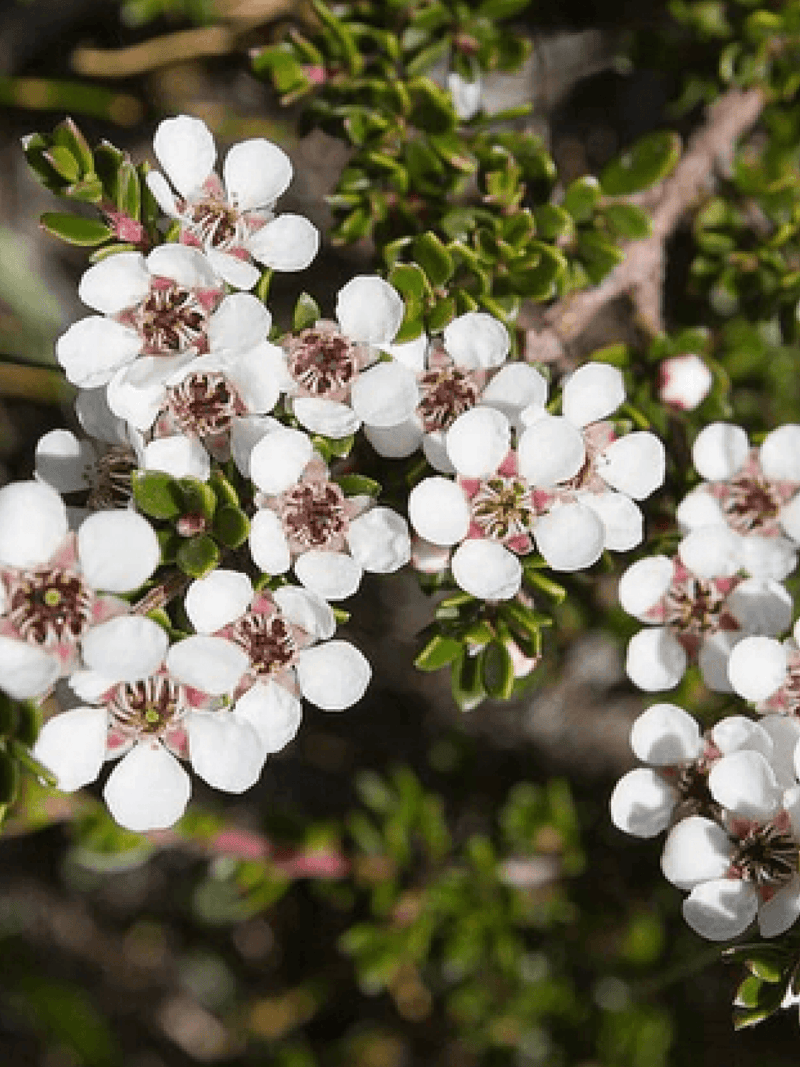 Coastal Tea Tree Essential Oil