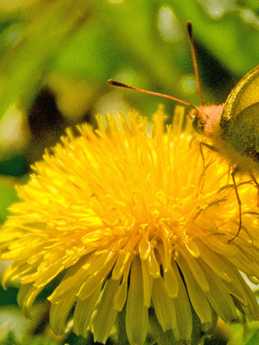 Dandelion Flowers